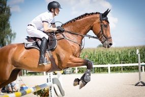 horse jumps an obstacle