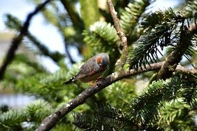 zebra finch on branch