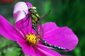 Close-up of the colorful dragonfly on a bright purple flower on blurred background