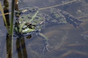 huge toad in the water close up