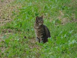 gray Cat on green grass