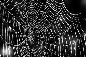 picture of the large cobweb