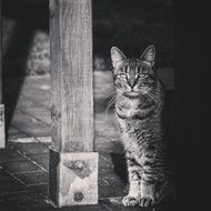Black and White photo of the Cat