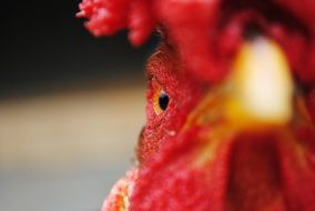 red Chicken Eye macro