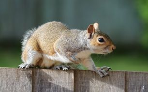 Squirrel on wooden fence