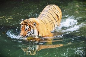 wild tiger walking through water