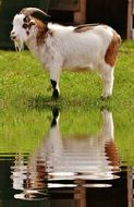 spotted goat reflected in water