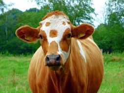 spotted brown cow on the meadow