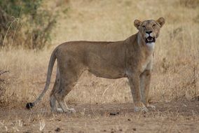 lioness in wildlife