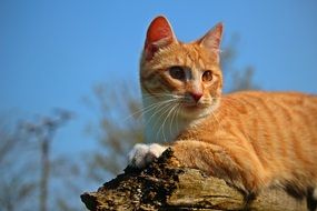 red mackerel cat on the old tree trunk