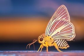 Morph Butterfly