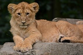 Young lion cub on the stone