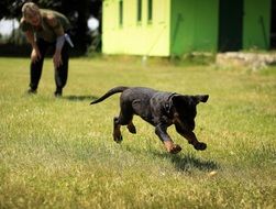 man with a puppy on green grass