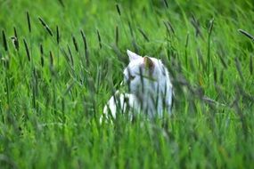 white Cat in Green Grass