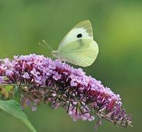 white butterfly on a branch of lilac