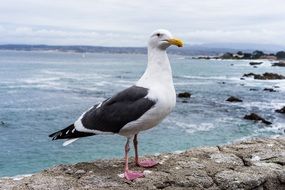 wild Seagull on a beach in Monterey