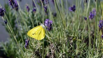 wonderful and beautiful Butterfly