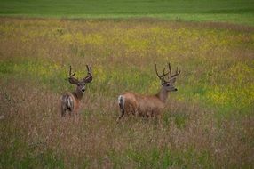 two deer in the meadow