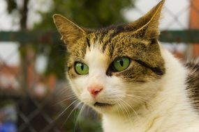 Fluffy green eyed kitty