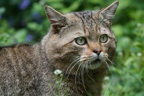 European wildcat face closeup