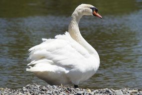 white swan on the lakeside