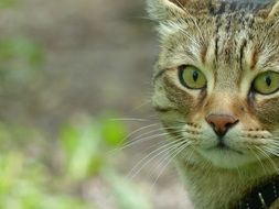 domestic cat in a forest