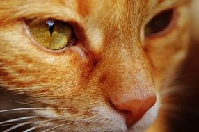 face of red cat with bright eyes