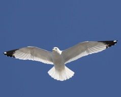 seagull with spread wings in the blue sky