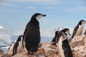 Chinstrap Penguin
