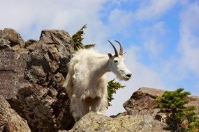 white mountain goat in wildlife