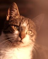 wonderful and beautiful Cat Domestic