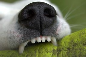 Snout and Teeth of young Dog