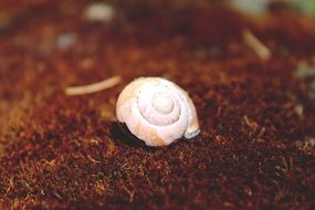 empty pink snail shell