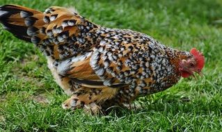 motley chicken on grass