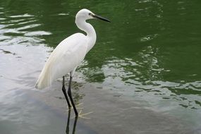 cute lovely White Heron