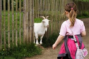 baby and dwarf white goat