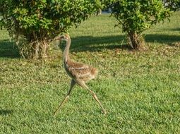 Sand Hill Crane