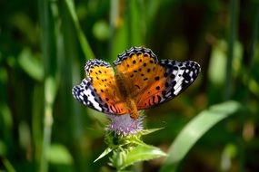 bright Butterfly on flower Macro