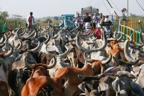 herd of cows walking on road, india