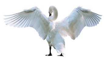 White Swan Bird