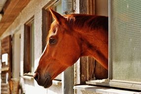 horse poked her head and looks out the window