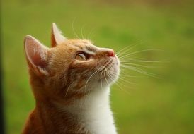 red and white young cat