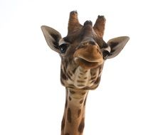 head of a giraffe closeup