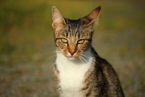 sitting young cat