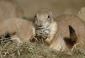 black-tailed prairie dog in wildlife