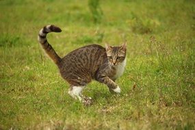 domestic cat playing on grass