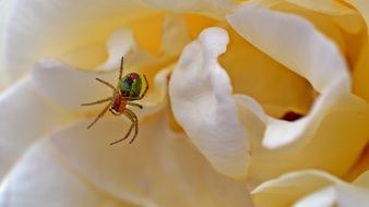 spider in the rose bud