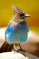 blue Bird in Wildlife close