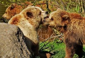 portrait of wild bears in the wild park