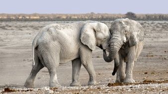 elephants in namibia national park